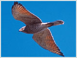 写真：青空を翼を広げて飛んでいる鷹