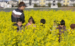 写真：翌年、「菜の花畑が見たい」と田原市を訪れた園児たちの様子