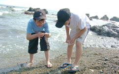 写真：貝殻拾いなどをする子どもの様子