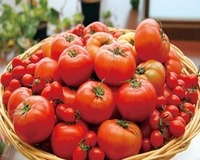 写真：全国上位のトマト