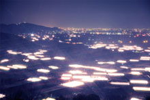 写真：電照菊のハウスがたくさんあり、夜でも光っている様子1