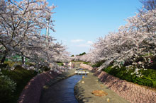 写真：小川に沿って桜が咲いている様子