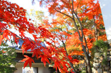 写真：秋に敷地内の木々が紅葉している2