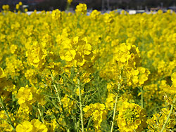 菜の花エコプロジェクト支援事業のイメージの菜の花畑の写真