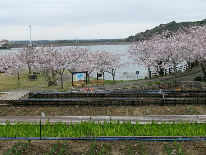 初立池桜