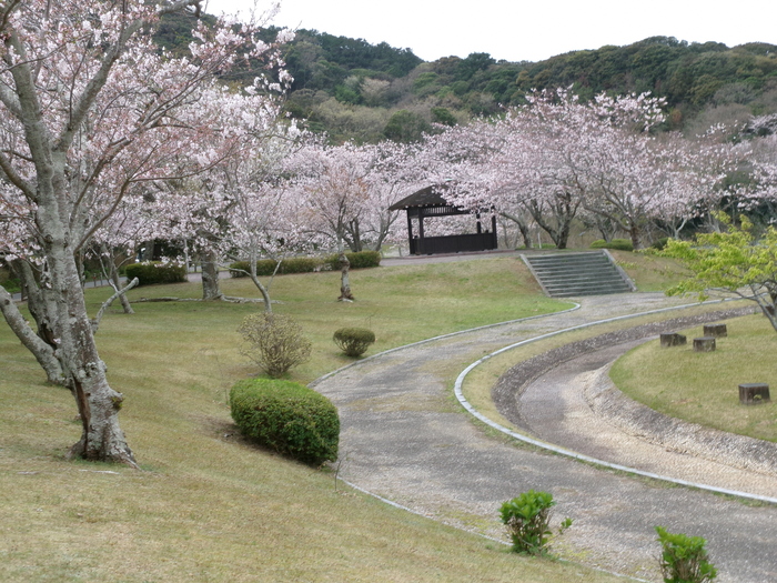 初立池桜