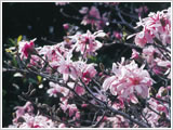 写真：シデコブシの群生が桃色の花を咲かせている様子