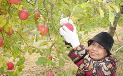 写真：りんごを収穫するりんごの木オーナーの様子
