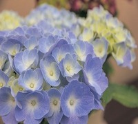 写真：色とりどりの鉢花