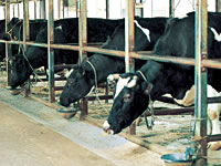 写真：牛舎の中で餌を食べている牛の様子