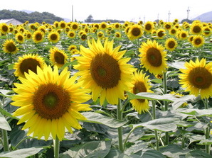 遊休農地対策で開花したひまわりの写真