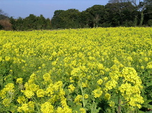 遊休農地対策で栽培した菜の花の写真