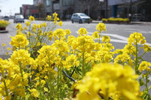 写真：車道の脇に端の花が植えられているようす