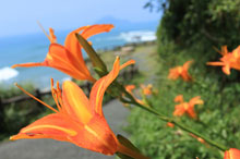 写真：道端にハマカンゾウのオレンジの花が咲いている様子