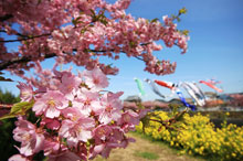 写真：河津桜の花が咲いているところを近くで撮った様子