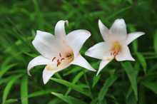 写真：ササユリの花