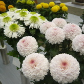 菊花大会で展示された菊