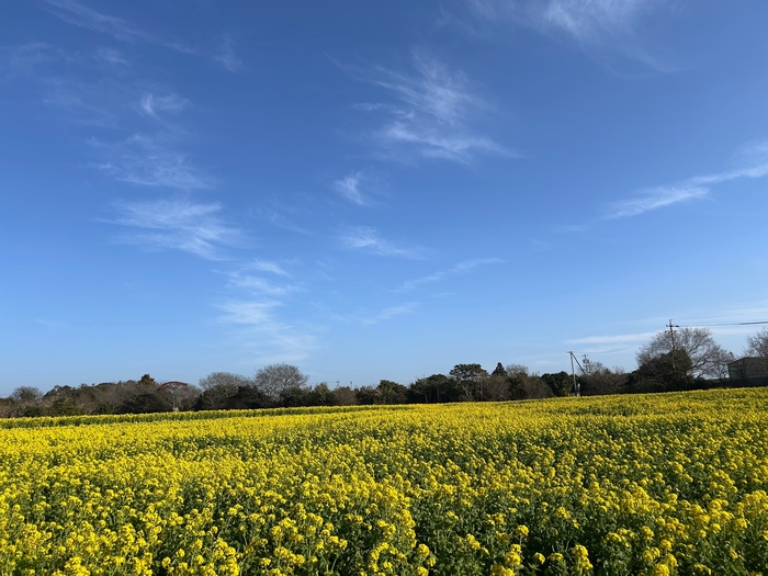 2026年1月16日　加治菜の花畑