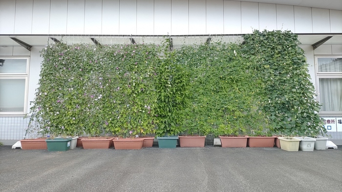 緑のカーテン