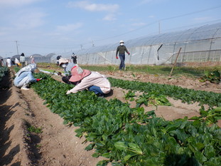 写真：活き活き農業セミナー（野菜コース）の模様2