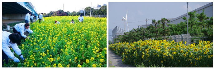 菜の花収穫とヒマワリ畑