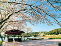 写真：春の初立池公園の様子