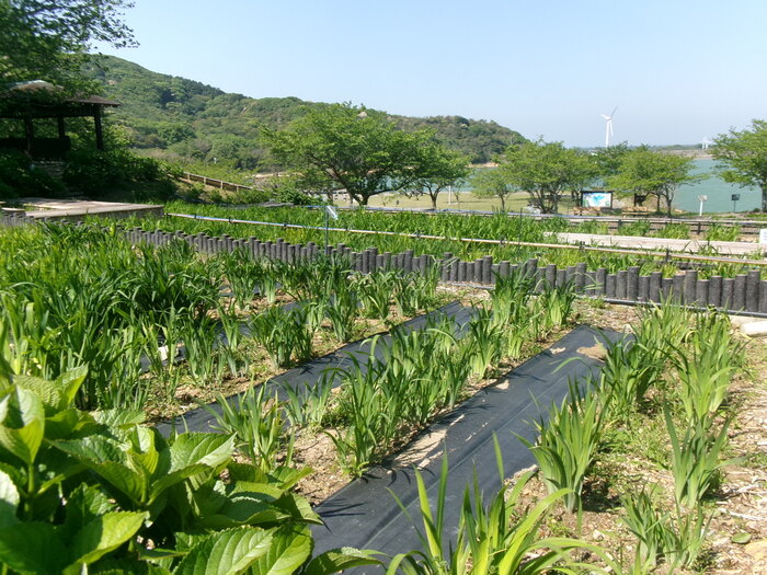 初立池 (1)