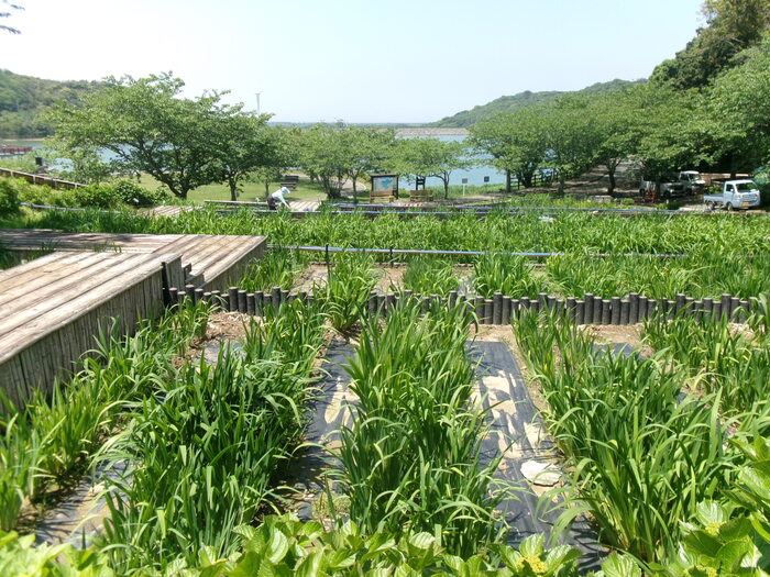 初立池 (1)