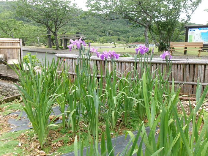 初立池 （1）