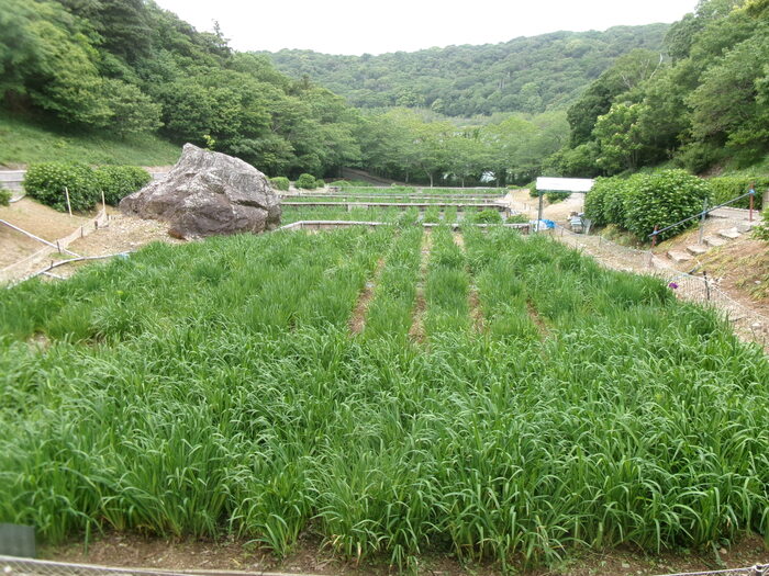 初立池 (1)