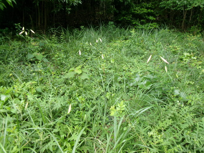 初立池 (1)
