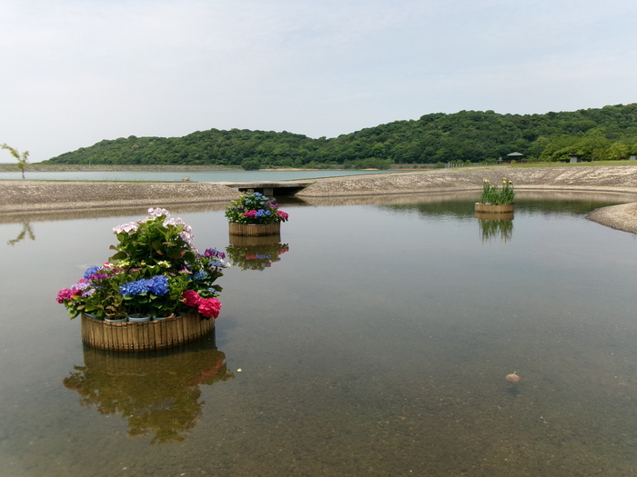 初立池 (1)