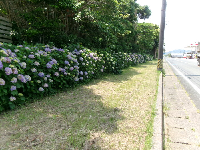 初立池 (1)