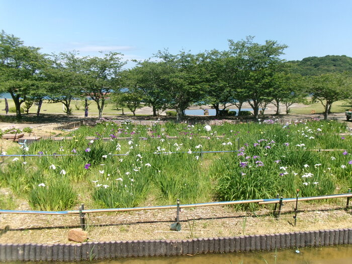 初立池 （1）
