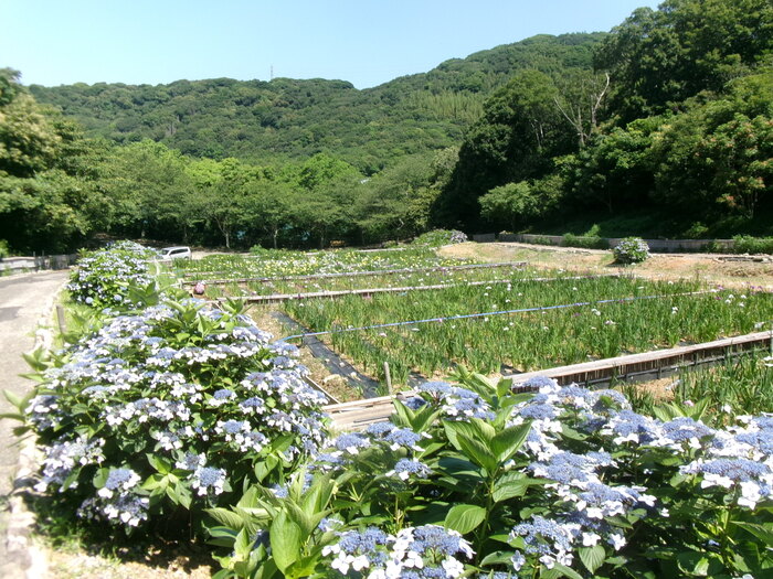 初立池 （1）