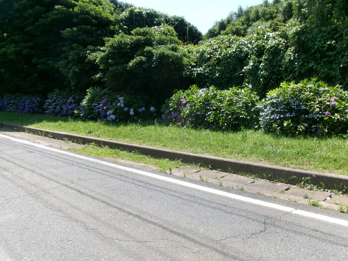 初立池 （1）