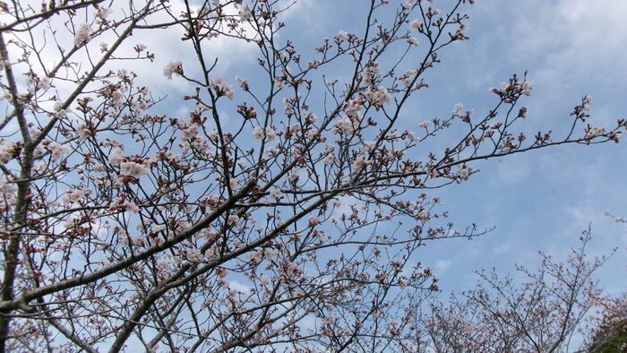 初立池桜