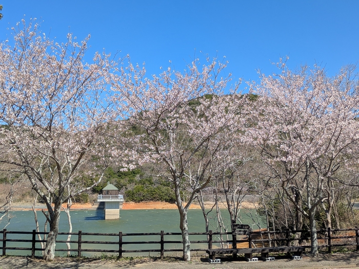 初立池桜