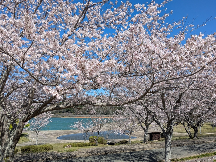 初立池桜