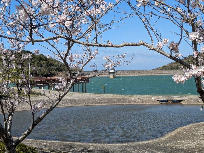 初立池桜