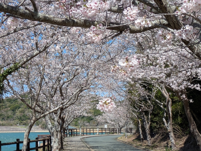 初立池桜
