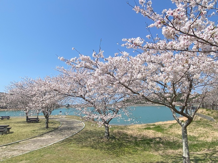 初立池桜