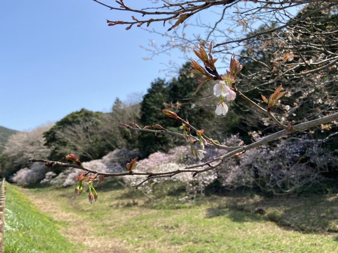 写真：伊川津