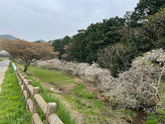 写真：シデコブシ