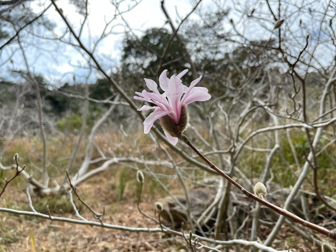 写真：藤七原のシデコブシ