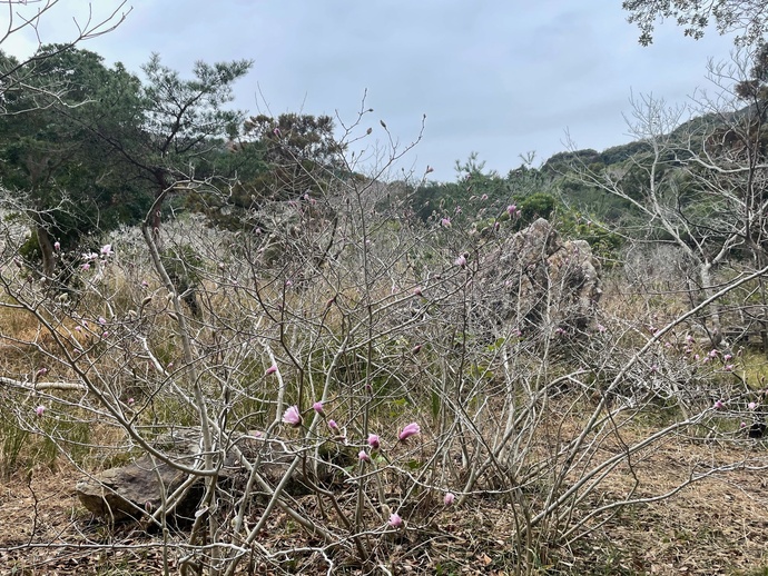 写真：藤七原湿地植物群落