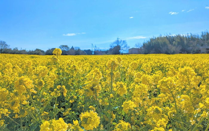加治菜の花畑