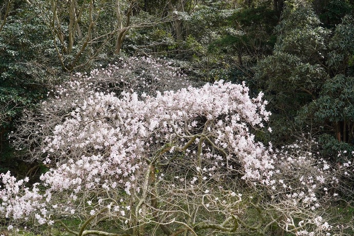 写真：シデコブシ