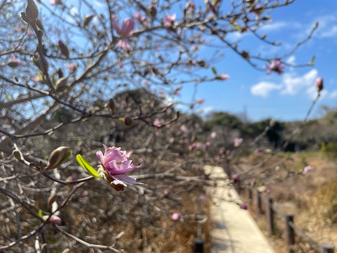 写真：シデコブシ