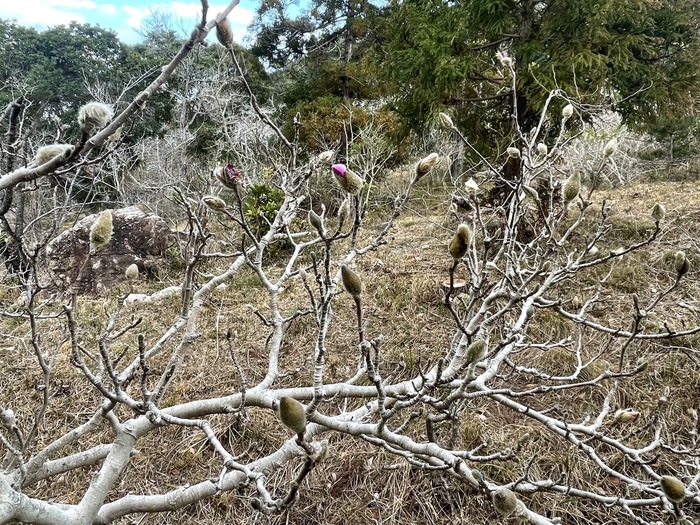 藤七原湿地植物群落のシデコブシ